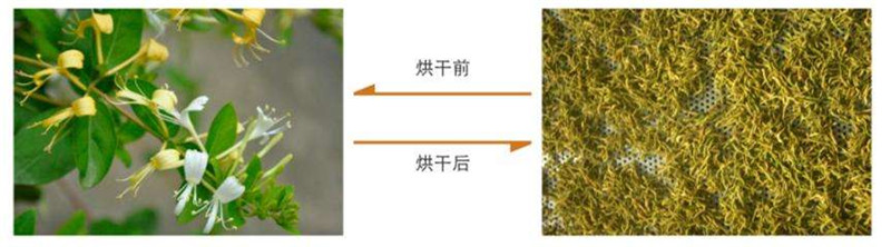 金銀花烘干機